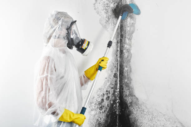 Best Commercial Mold Inspection  in Alamo, TN