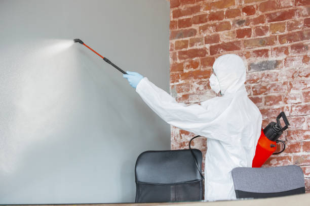 Best Mold Removal for HVAC Installations  in Alamo, TN
