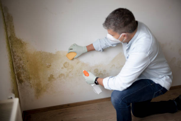 Best HVAC Mold Inspection and Cleaning  in Alamo, TN