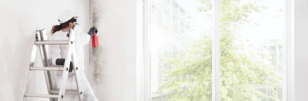 Best Environmental Consulting for Mold Prevention  in Alamo, TN
